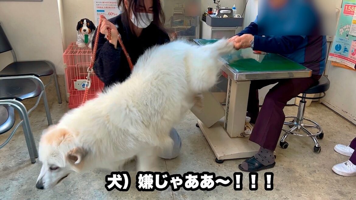 心配性な飼い主に連れられ嫌いな病院に行く超大型犬【床ずれ編】 心配性な飼い主に連れられ嫌いな病院に行く超大型犬【床ずれ編】
