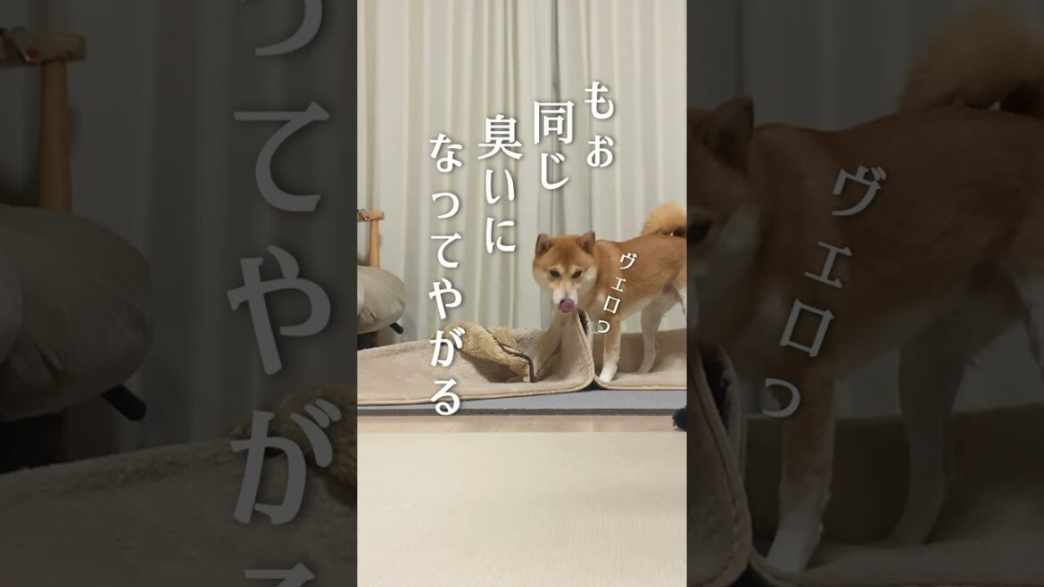 脳内再生テスト【柴犬こむぎ】#柴犬 #犬