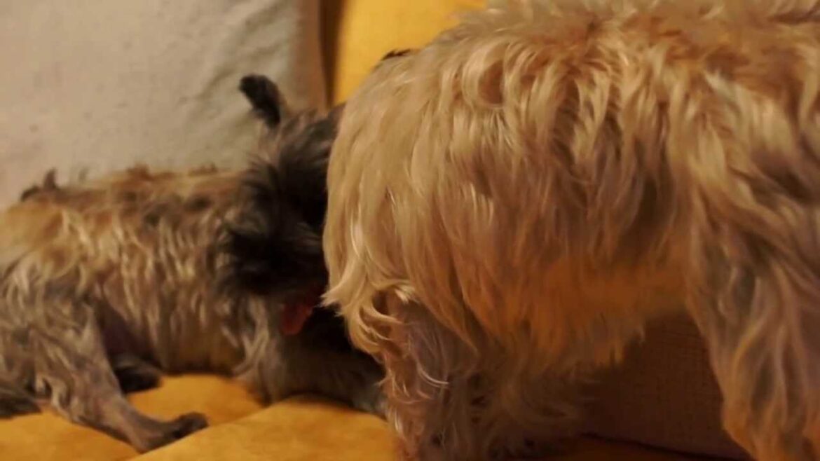 ケアンテリアのはなくる、けんかじゃないよ...