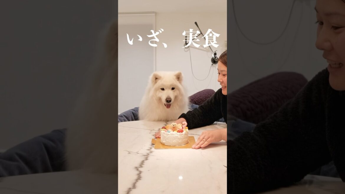 バースデーケーキで気が狂うサモエド　#samoyed #サモエド