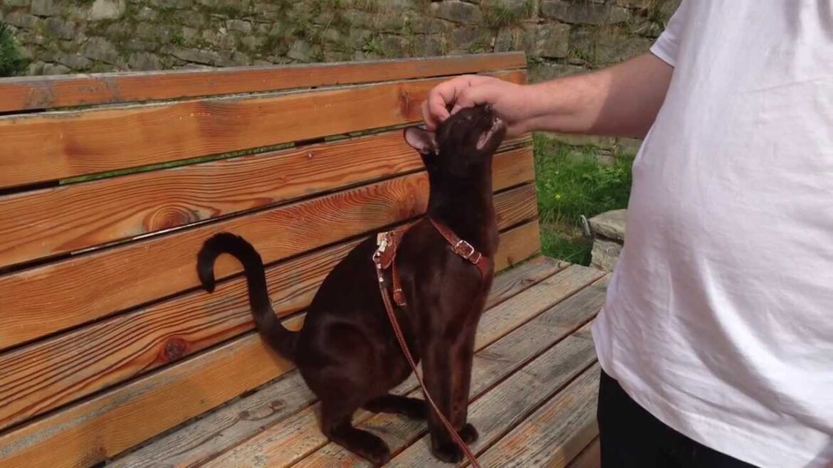 Havana Brown Cat Gauderic in Bad Gastein