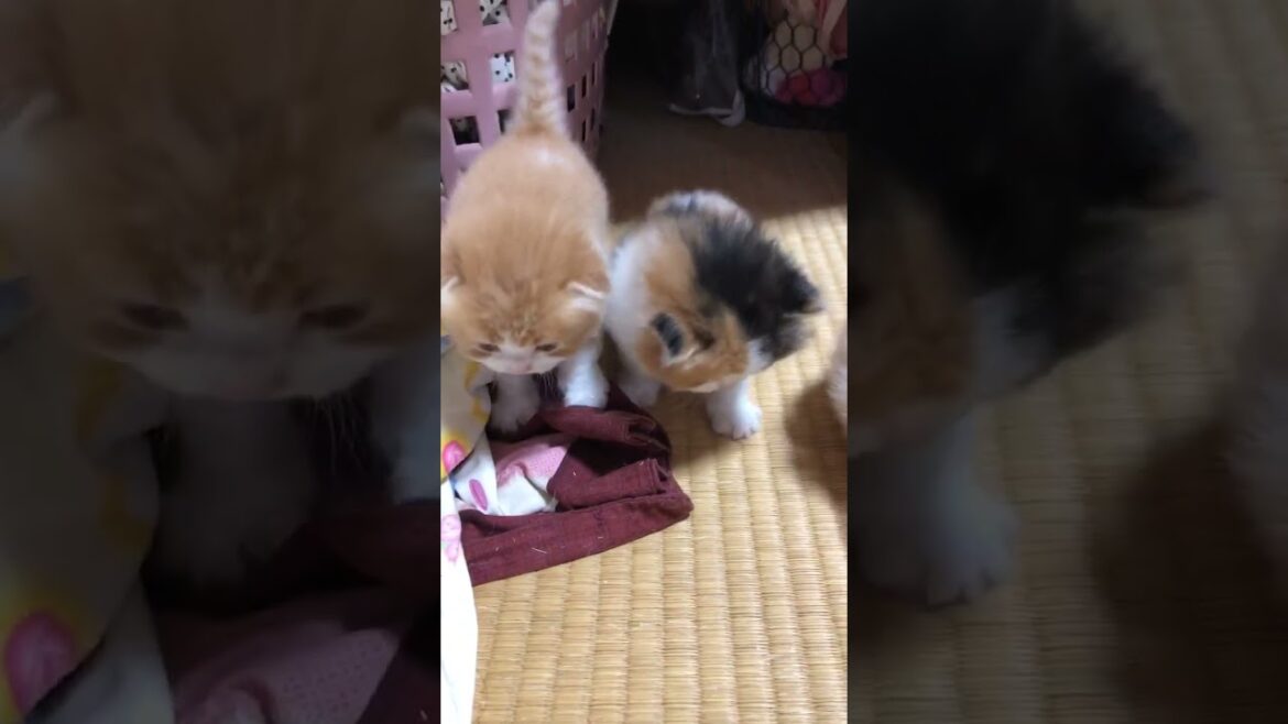 スコティッシュフォールド レッドタビーホワイト折耳ロングの男の子 かわいいハチワレです スコティッシュフォールド レッドタビーホワイト折耳ロングの男の子 かわいいハチワレです