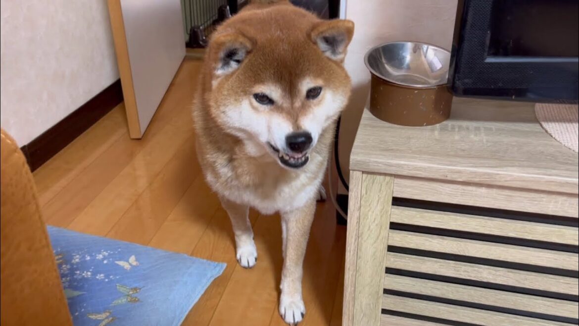 お手！する柴犬