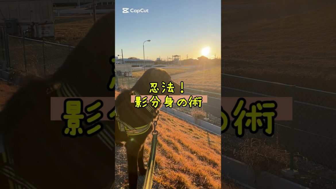 これぞ影分身⁉︎ #フラットコーテッドレトリバー #dog #忍者