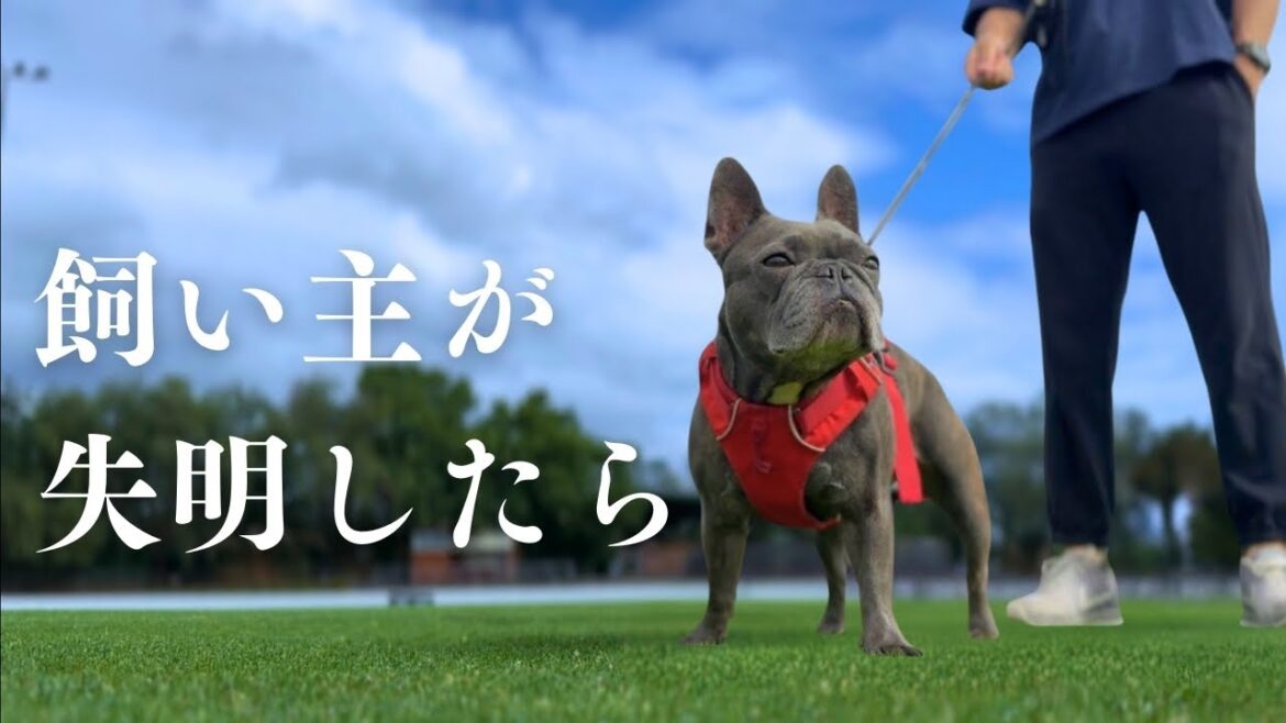 【涙の告白】難治性の目の病「ぶどう膜炎」になってしまいました。愛犬と僕の未来はどうなる…