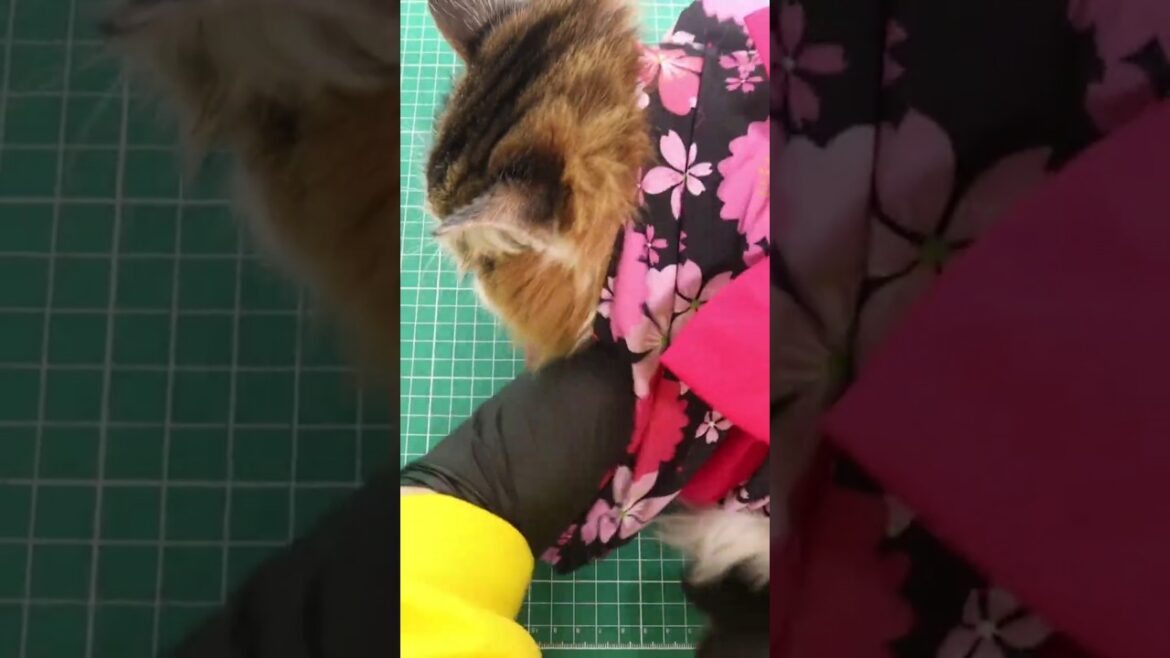 浴衣（着物）を着た猫 #cat #猫 #ノルウェージャンフォレストキャット
