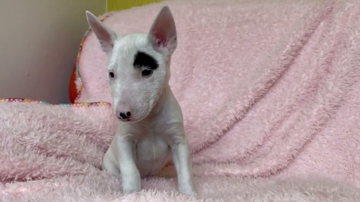 ミニチュアブルテリア ミニチュアブルテリア