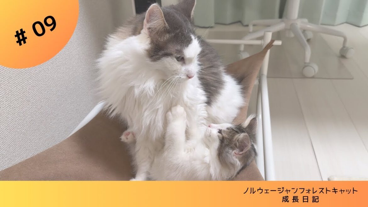 【子猫】先住猫vs新入り子猫 #ノルウェージャンフォレストキャット #子猫 #kitten
