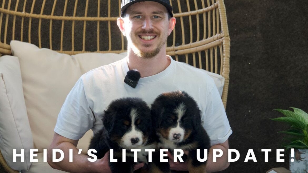 Heidi's Bernese Mountain Dog Puppies | Name Day!!