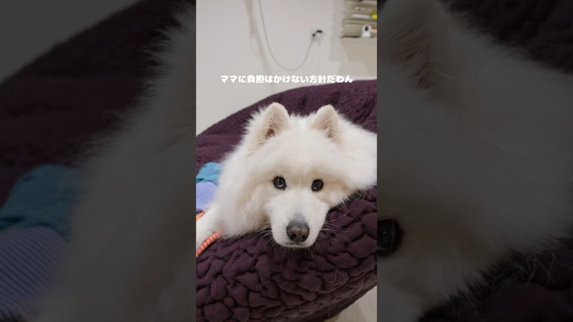 ママが怪我した時の対応が優しすぎるサモエド👼　#サモエド #samoyed