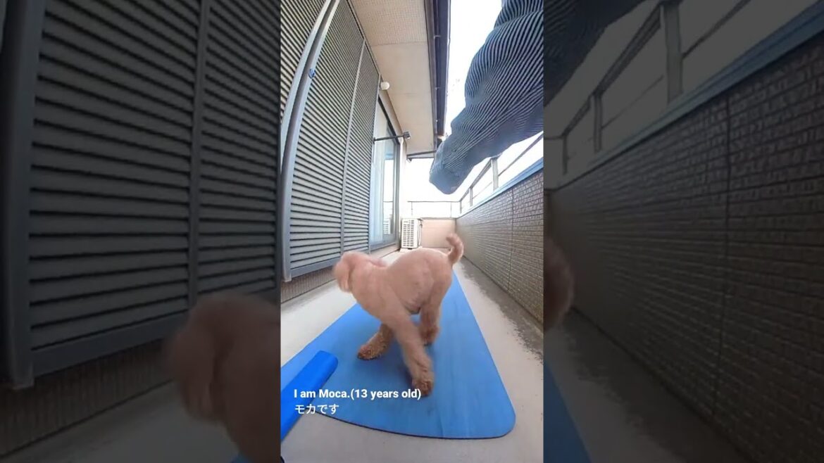 Dog (13 years old) あきらめなかった犬 w #shorts