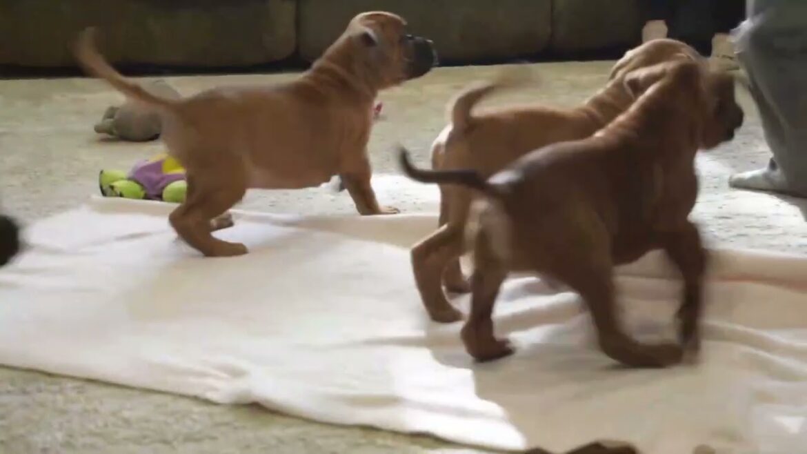 Boxer Puppies For Sale