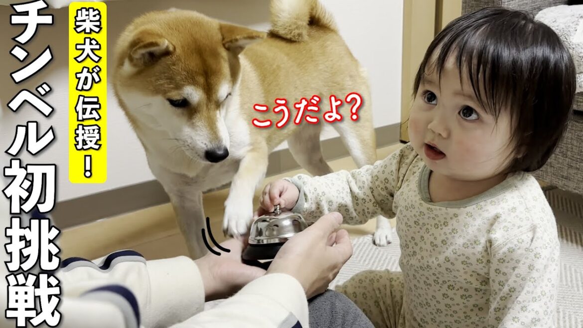 柴犬の教えで「チンベル」に挑戦する１歳児！まさかのラストに大爆笑