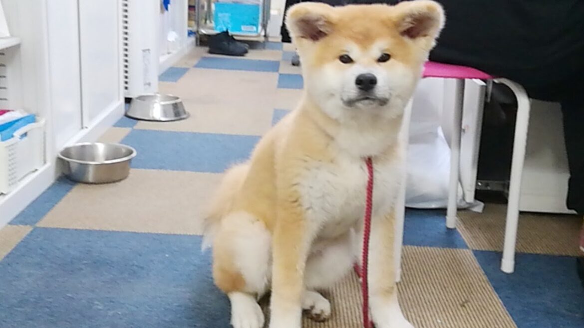 ひめちゃん配信！