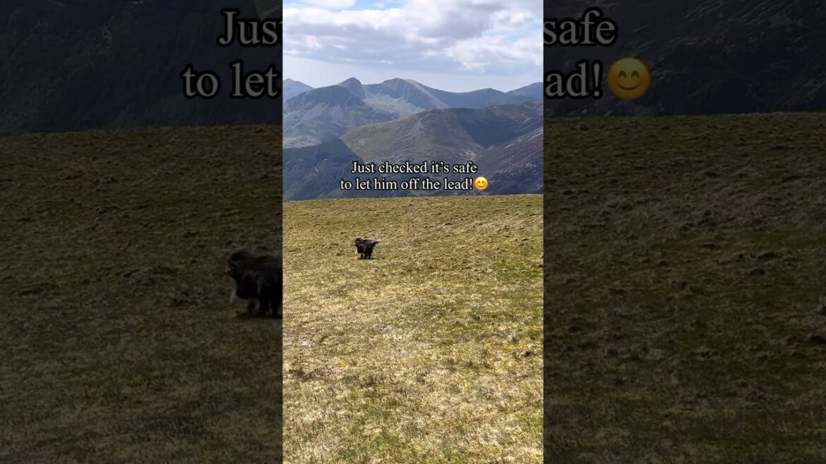 😊I only do this when it’s safe & responsible! #offleash #dogrecall  #beardedcollie  #shorts