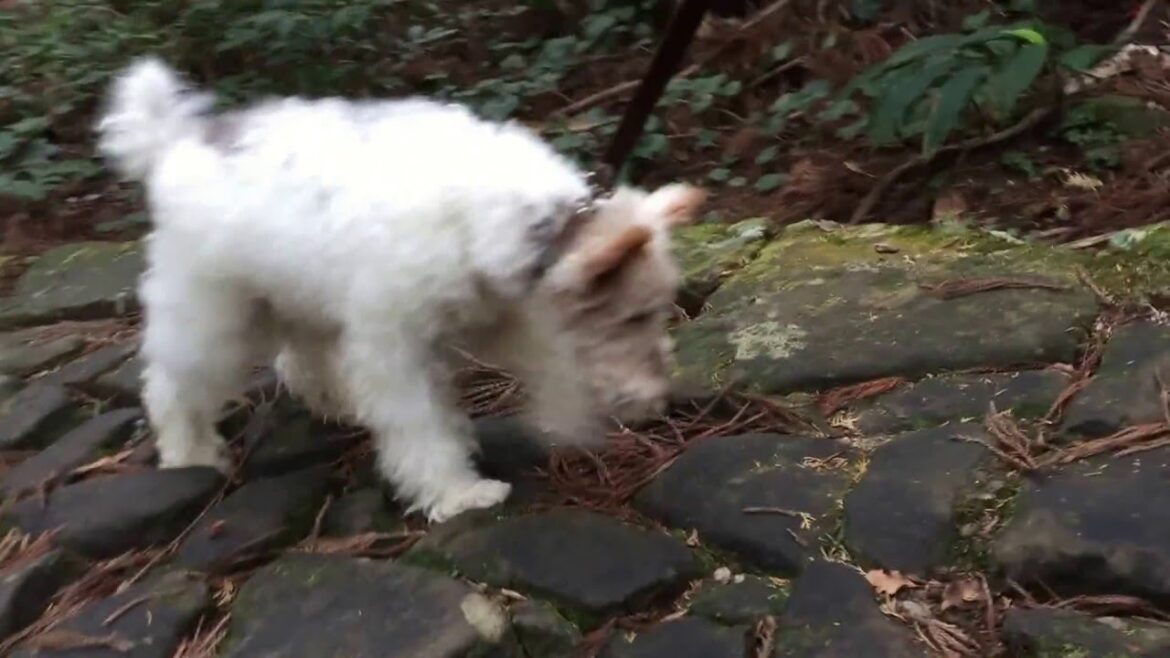 ワイヤーフォックステリア/ 熊野古道　Wire Fox Terrier running the Kumano kodo in Japan