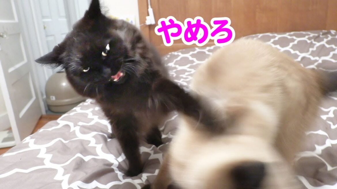 【しゃべる猫】恩を仇で返す！猫あるある【しおちゃん】