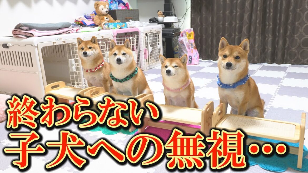 子犬に殴られても反撃すらしない姉柴犬・・・その意味が少しずつ見えてきました。