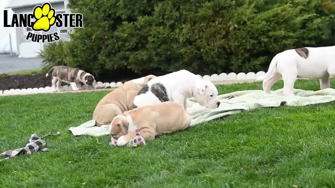 Beautiful American Bulldog Puppies
