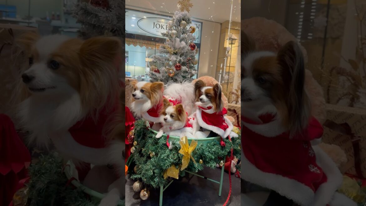 パピヨンサンタさん達🧑‍🎄 #shorts