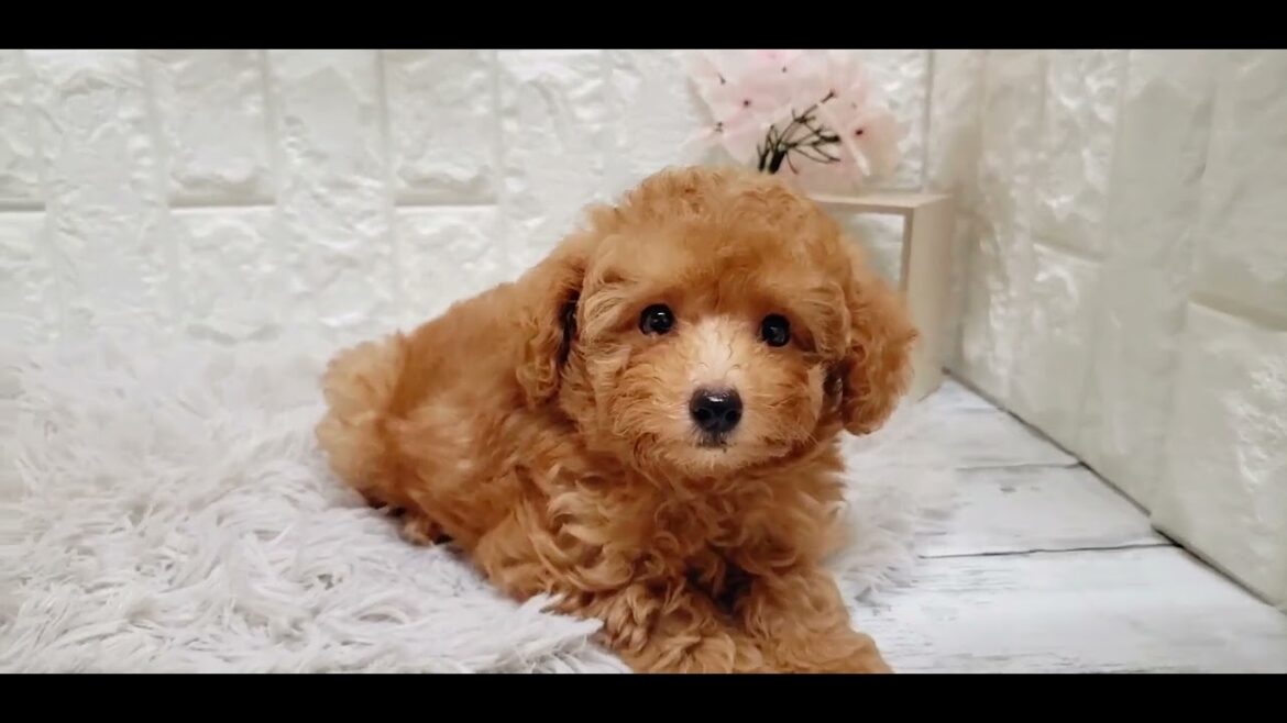 ペットショップ 犬の家 岡山店 「トイプードル」「177167」