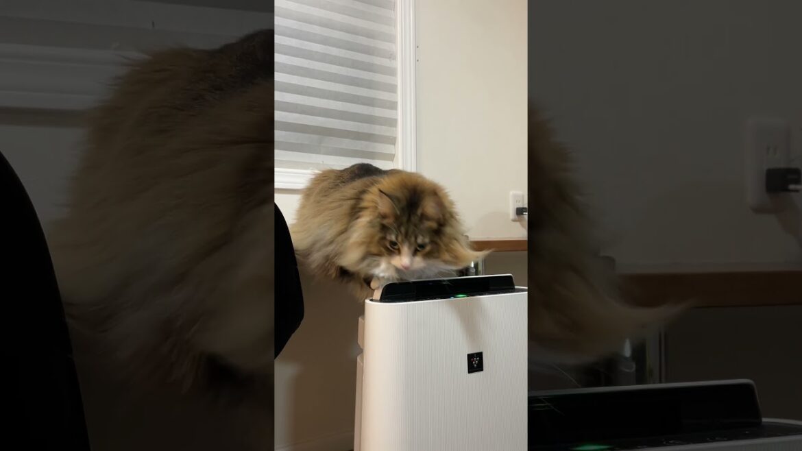 今12月なんですけど寒くないのか…？　 #cat #ノルウェージャンフォレストキャット #猫 #北欧猫
