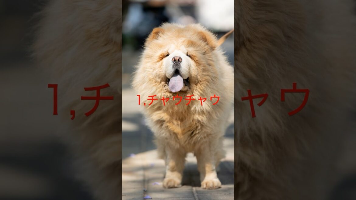 【街で会うと運がいいかも】レアな犬種3選！ #いぬのいる生活 #チャウチャウ #ブリュッセルグリフォン #チベタンマスティフ #貴重 #レア #ペット #かわいい