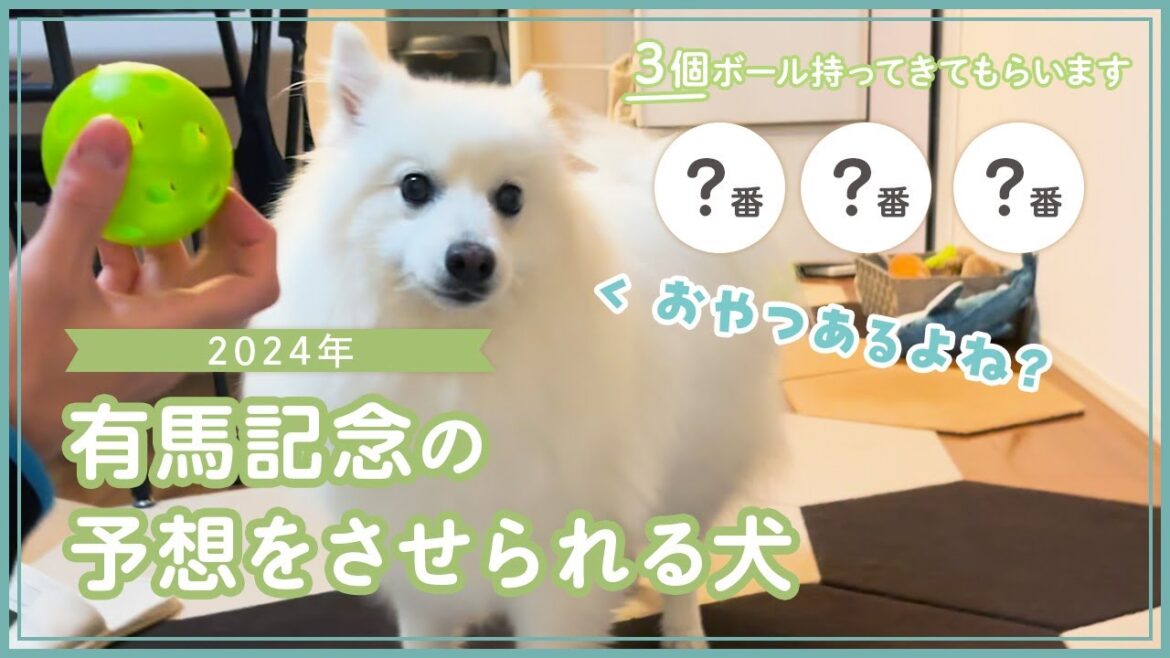 有馬記念の予想をさせられる日本スピッツ