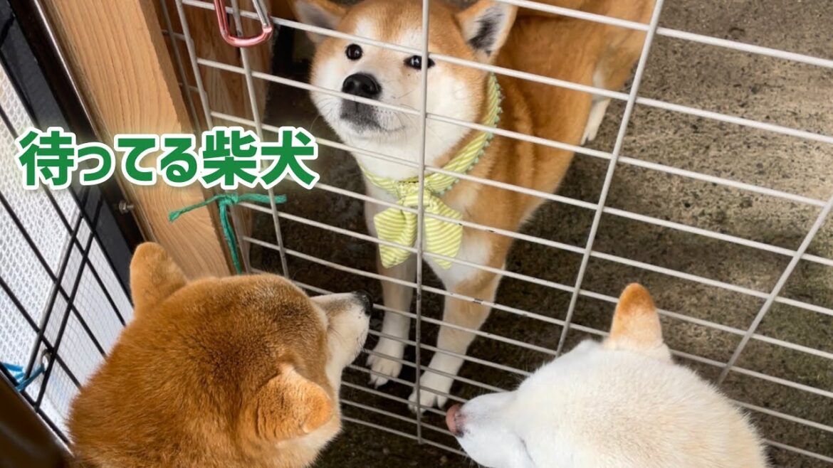 待ってる柴犬と待たされ柴犬が可愛い