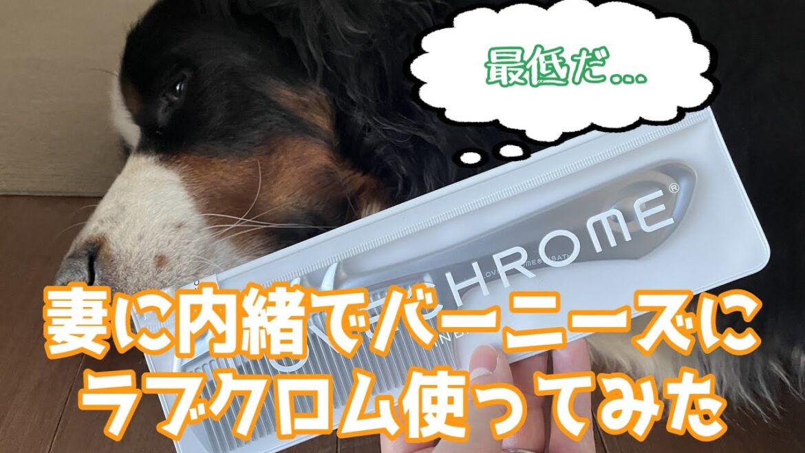 妻へのクリスマスプレゼント（LOVECHROME）を妻より先に使うバーニーズマウンテンドッグのオリバー