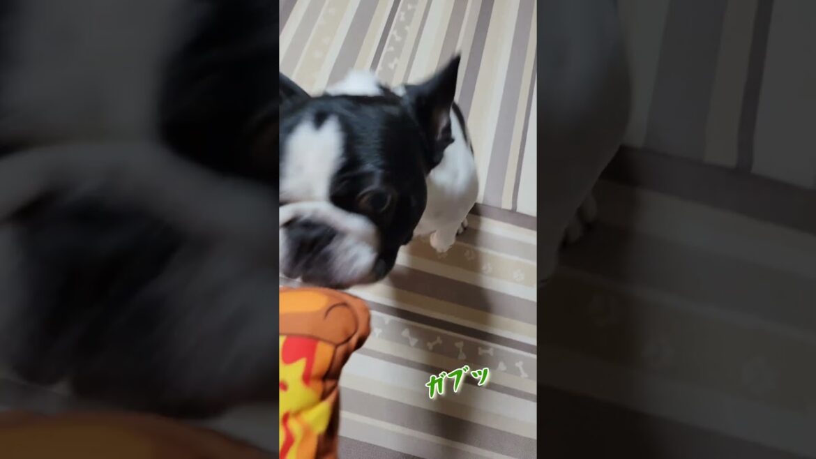 ダイソーでピザのおもちゃを買ってみた #フレンチブルドック #買ってよかった #ダイソー犬用品  #shorts