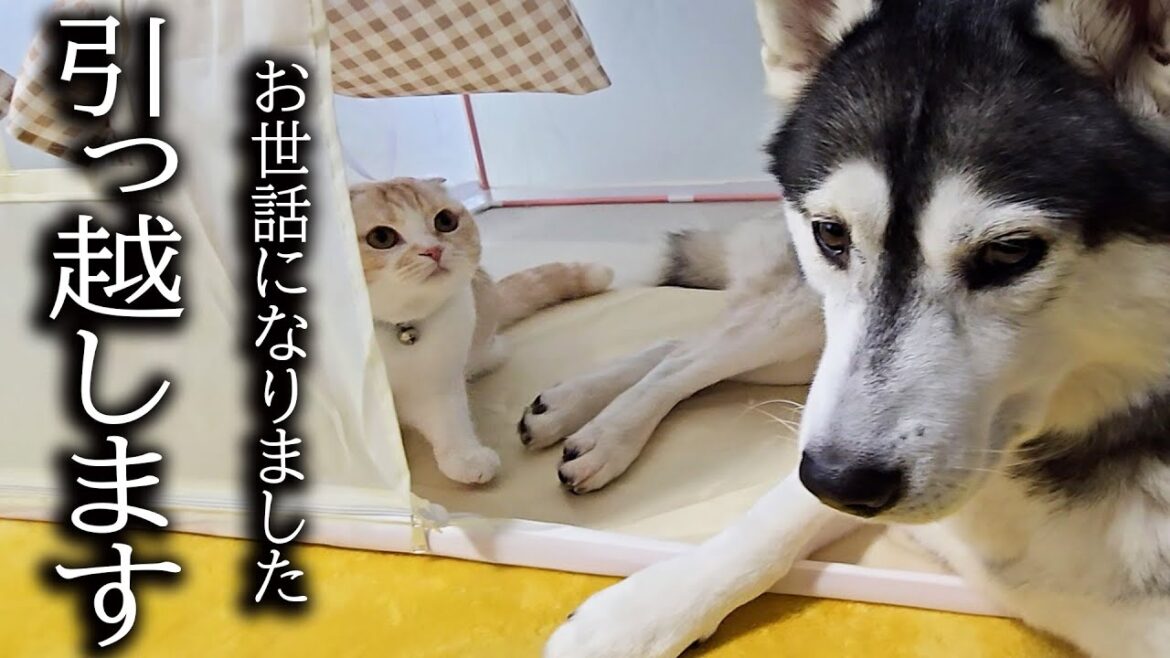 【ご報告】突然ですが引っ越しすることになりました...