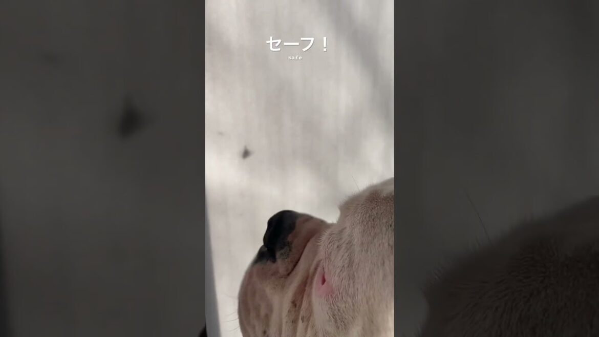 影で良かったー💦　ボクサー犬