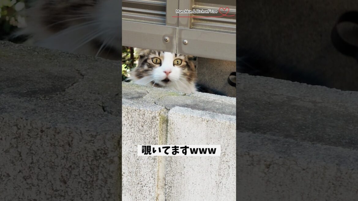 【ビションフリーゼ】お散歩で会った美猫さんが家までついてきました 【犬と猫、両方飼ってると毎日かわいい♥】