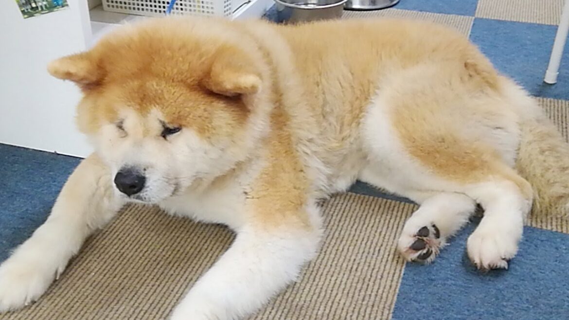 秋田犬会館配信！