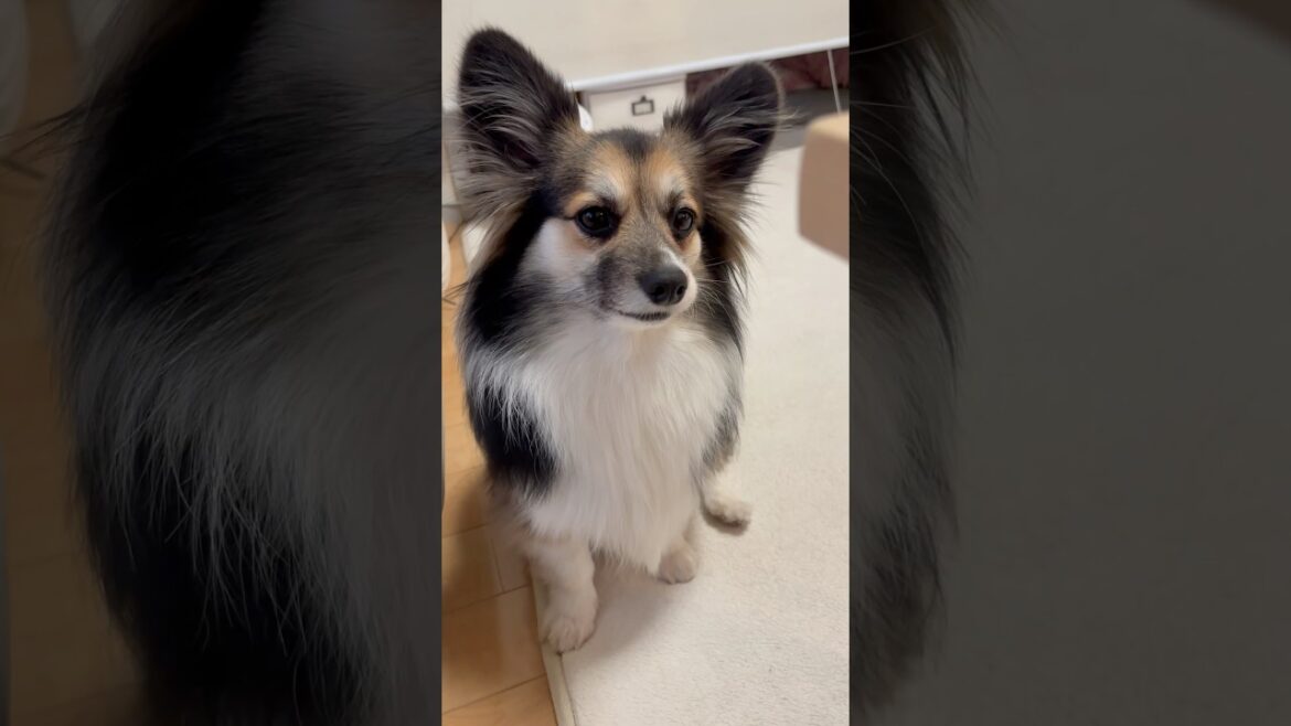 震えてる姿もゴロすりする姿も可愛いパピヨンとコーギーのミックス犬 #dog #かわいい #犬