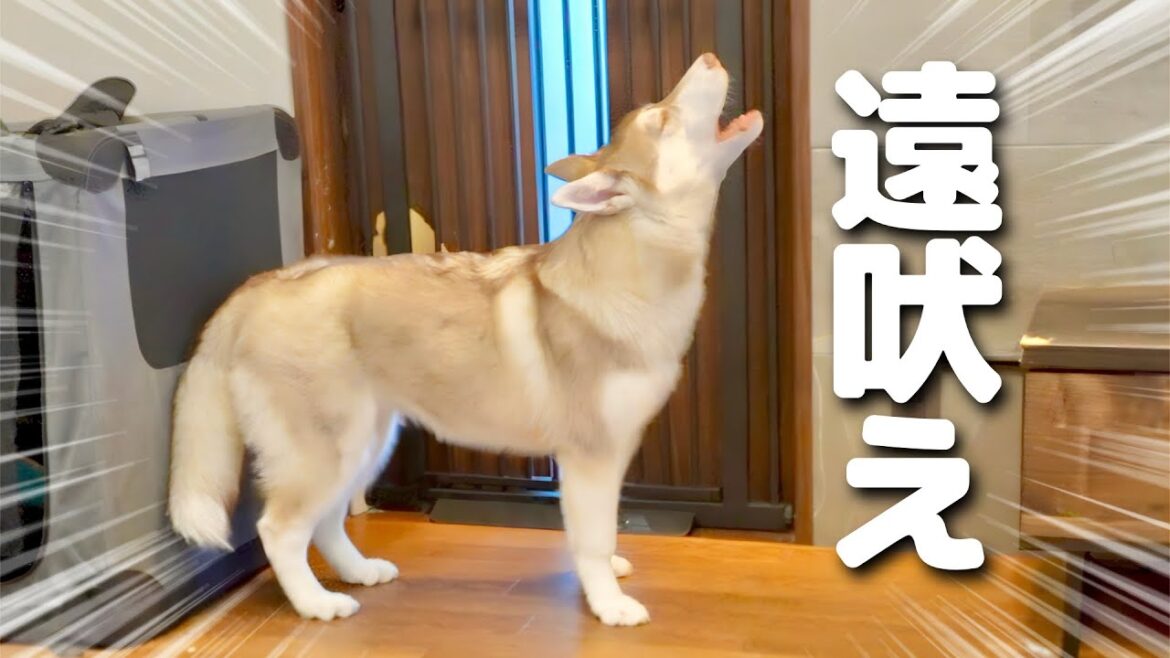 離れた家族を呼ぶため、初めて遠吠えをしたシベリアンハスキーがこちらです・・・