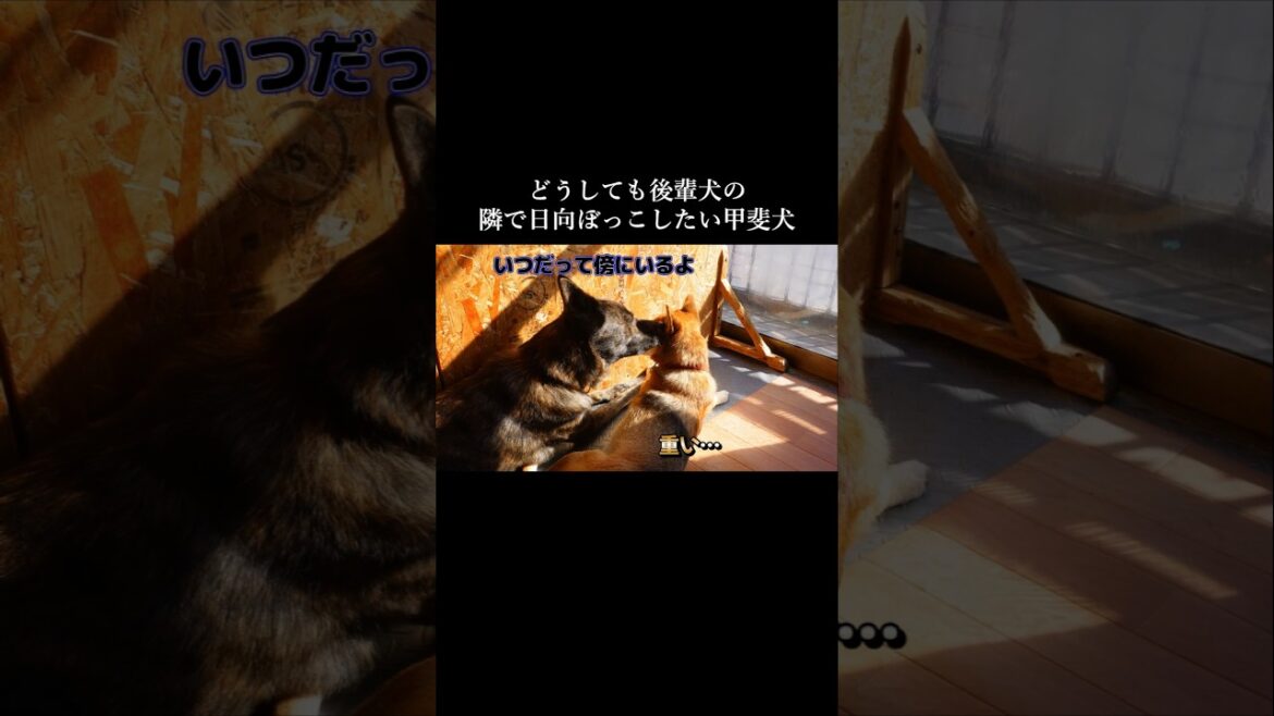 どうしても後輩犬の隣で日向ぼっこしたい甲斐犬