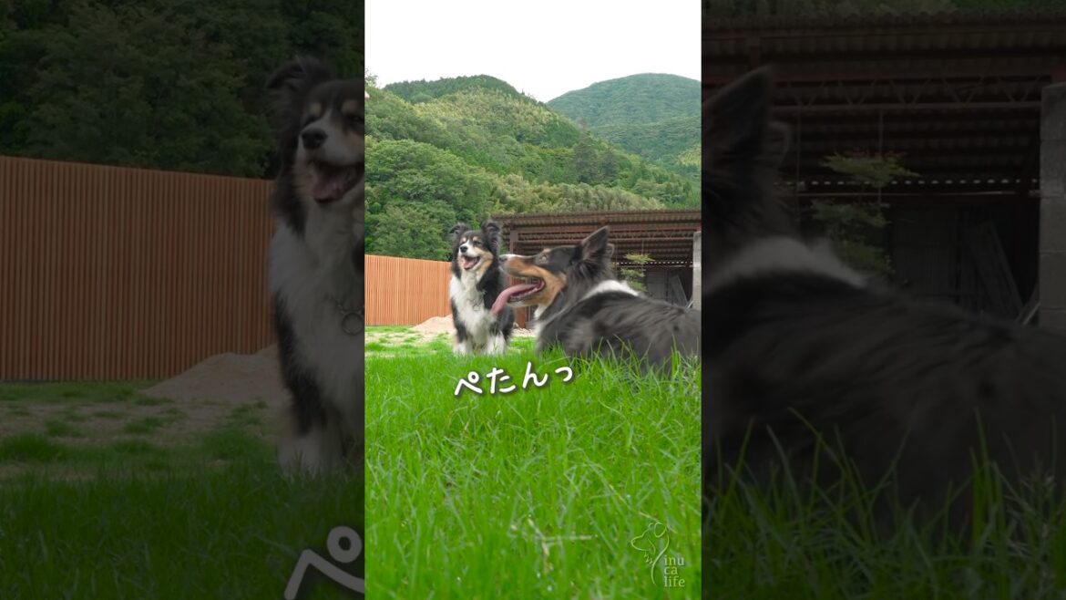 お庭の芝生が大好きなボーダーコリーとオゥシー　#ボーダーコリー #オーストラリアンシェパード #dog