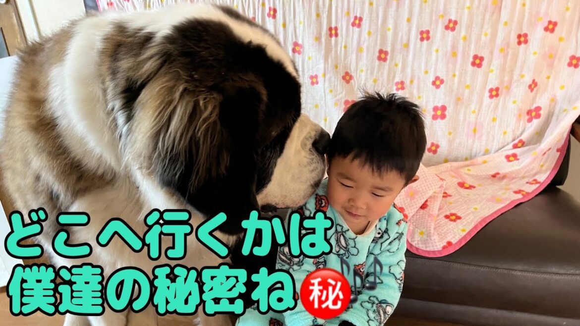 【セントバーナード】おやつ作りのお肉の買い物を、孫に「一緒に行こう」と耳打ちをする食いしん坊とと君が可愛すぎる。 【セントバーナード】おやつ作りのお肉の買い物を、孫に「一緒に行こう」と耳打ちをする食いしん坊とと君が可愛すぎる。