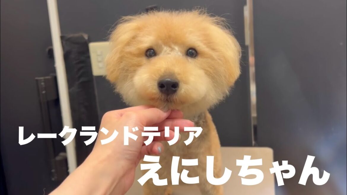 レークランドテリア　えにしちゃん【lakeland terrier】