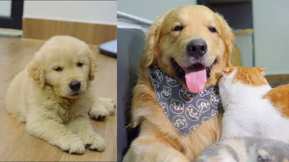 5年間の同居で分かったゴールデンレトリバーの魅力!この動画を見れば、きっと飼いたくなる! 5年間の同居で分かったゴールデンレトリバーの魅力!この動画を見れば、きっと飼いたくなる!
