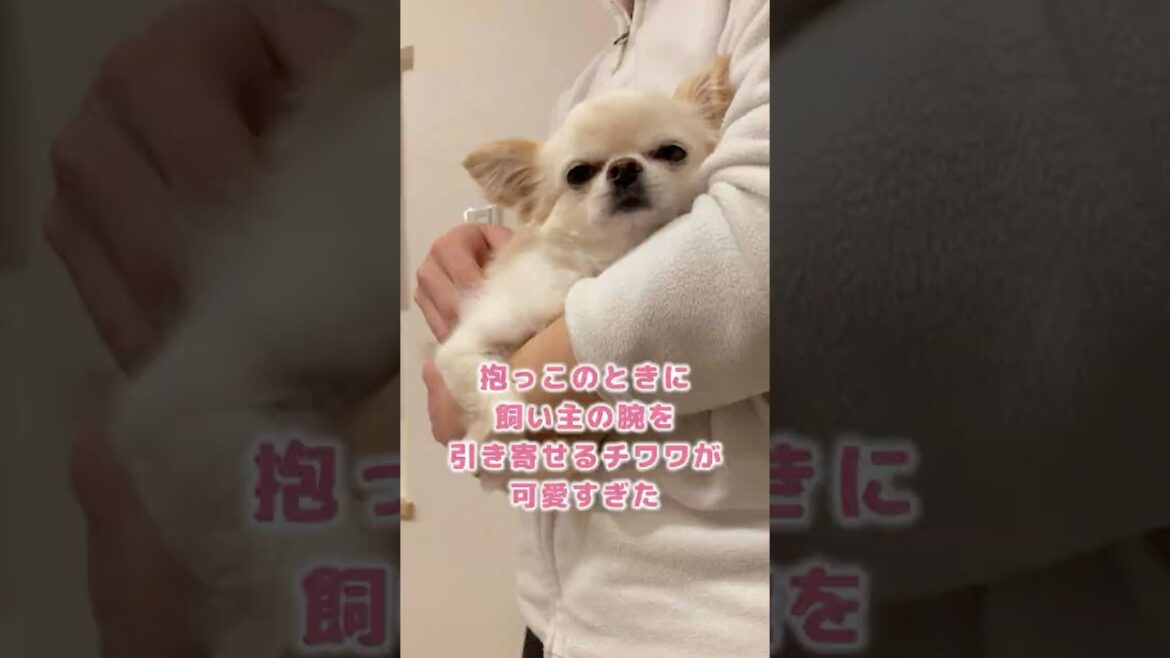 抱っこの時に飼い主の腕を引き寄せるチワワが可愛すぎた #shorts