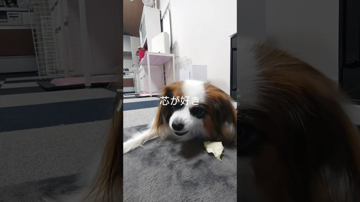 犬にキャベツはおやつになる～ #可愛い #パピヨン #犬のおやつ