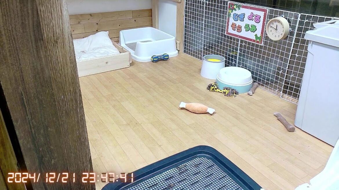 柴犬なつ！子育て生配信【生後103日】懐き過ぎて突撃の一撃が重たすぎる子犬たち。