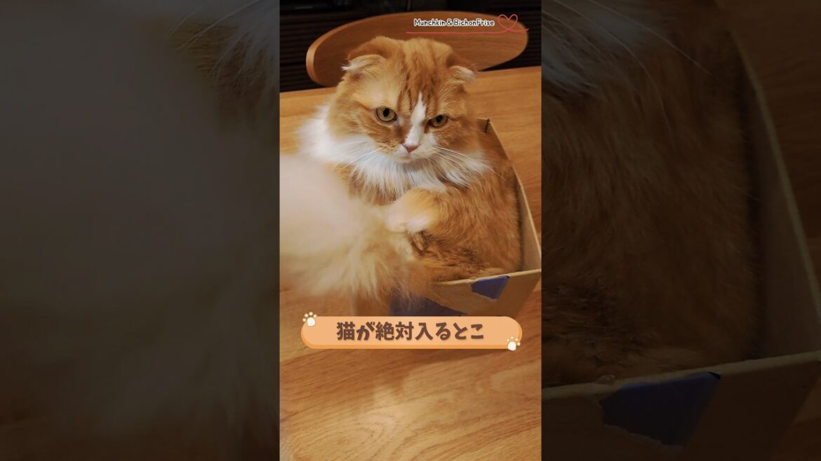 【マンチカン】猫が絶対入るとこ 【犬と猫、両方飼ってると毎日かわいい♥】