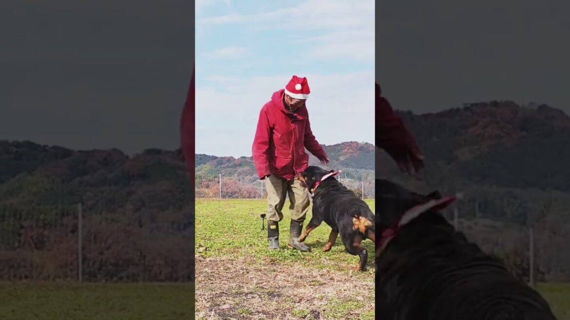 #ロットワイラー #テトリス #shorts