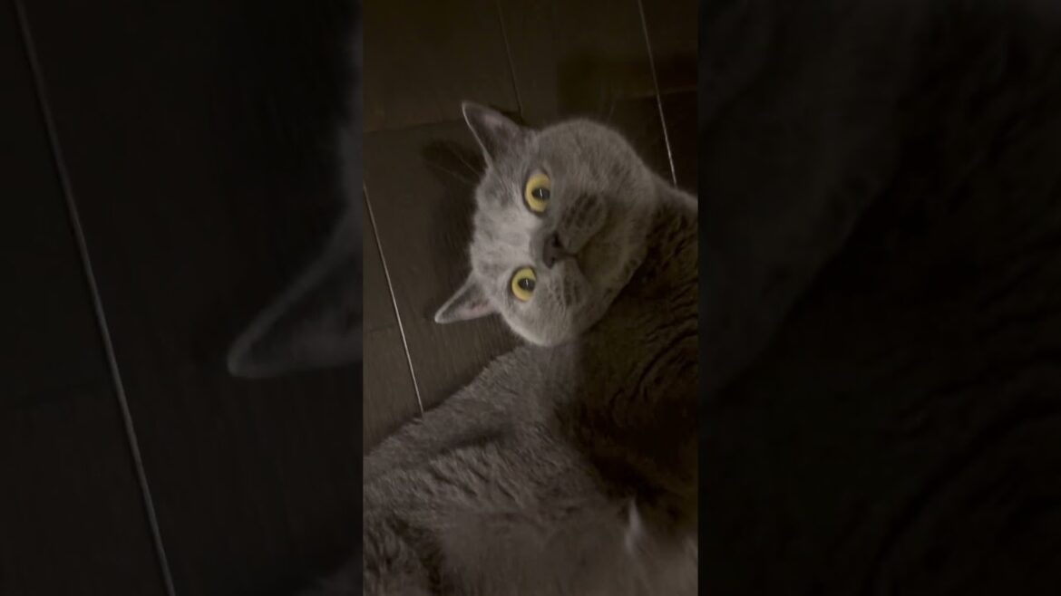 久しぶりの癒しのもふもふ動画！【シャルトリュー/Chartreux cat】 #shorts