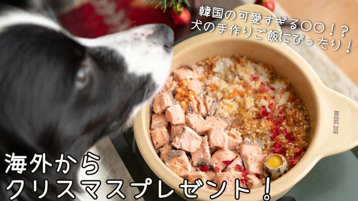 韓国からクリスマスプレゼントをお取り寄せ!ボーダーコリーの毎日の手作りご飯にぴったりな…!?可愛すぎるワンコグッズ! 韓国からクリスマスプレゼントをお取り寄せ!ボーダーコリーの毎日の手作りご飯にぴったりな…!?可愛すぎるワンコグッズ!