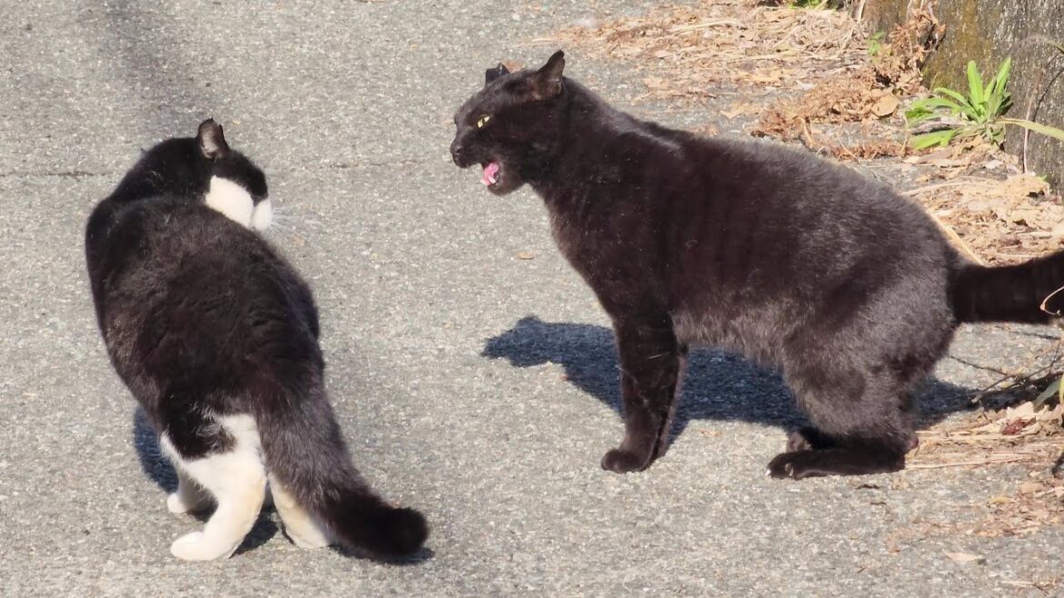 黒猫とハチワレ猫が大喧嘩をしていたので仲裁して引き離した 黒猫とハチワレ猫が大喧嘩をしていたので仲裁して引き離した